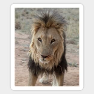 Portrait of a lion Sticker